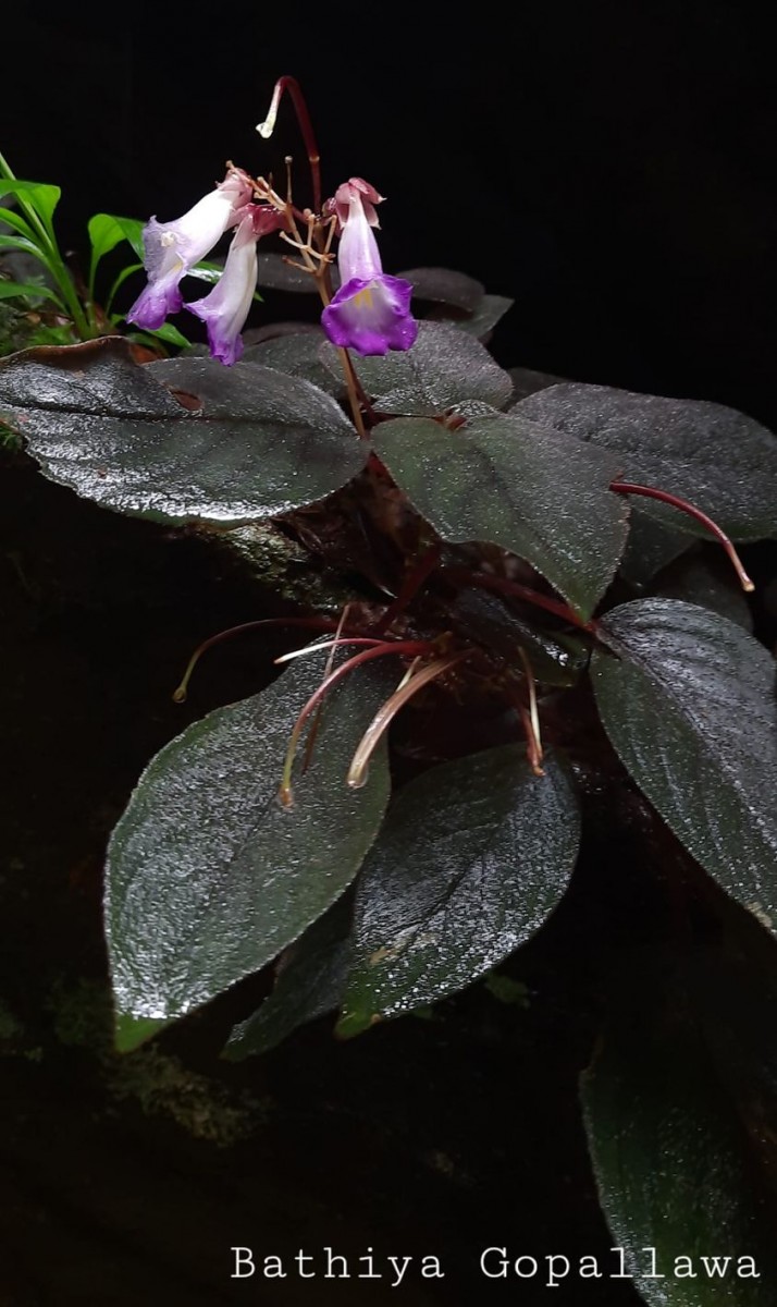 Henckelia communis (Gardner) D.J.Middleton & Mich.Möller